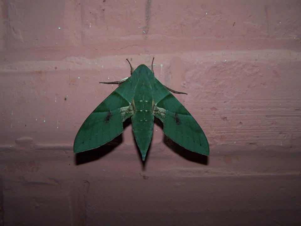FIGURE 3f FIGURE 3f